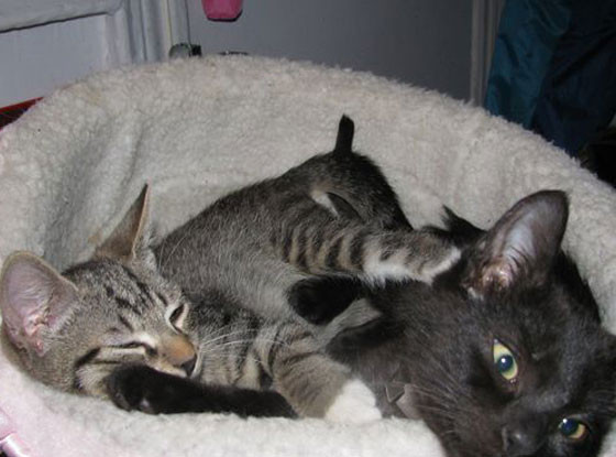 Subway Kittens Subway Kittens